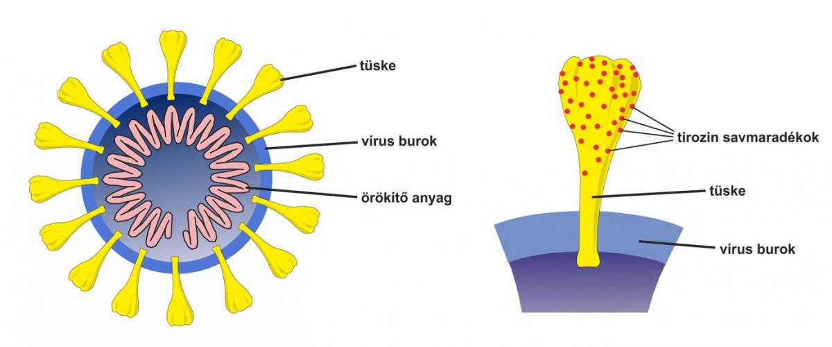 Koronavírus vagy influenza - SYNLAB